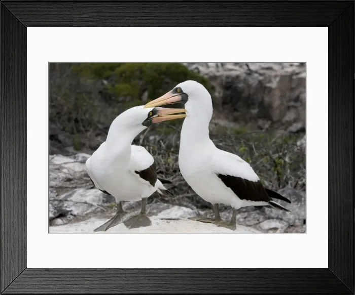 Framed Print : Masked Booby. Espagnola Island. Galapagos Islands Framed Print : Masked Booby. Espagnola Island. Galapagos Islands