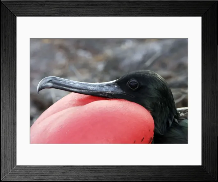 Framed Print : Great Frigatebird. Genovesa Island. Galapagos Islands Framed Print : Great Frigatebird. Genovesa Island. Galapagos Islands