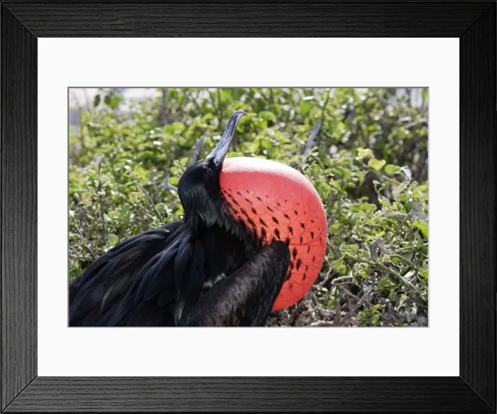 Framed Print : Great Frigatebird. Genovesa Island. Galapagos Islands Framed Print : Great Frigatebird. Genovesa Island. Galapagos Islands