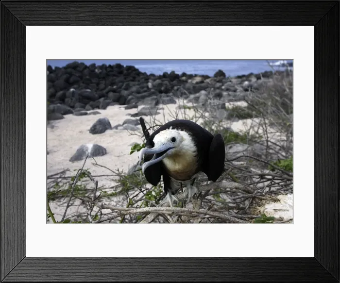 Framed Print : Great Frigatebird. Isla Lobos. Galapagos Islands Framed Print : Great Frigatebird. Isla Lobos. Galapagos Islands