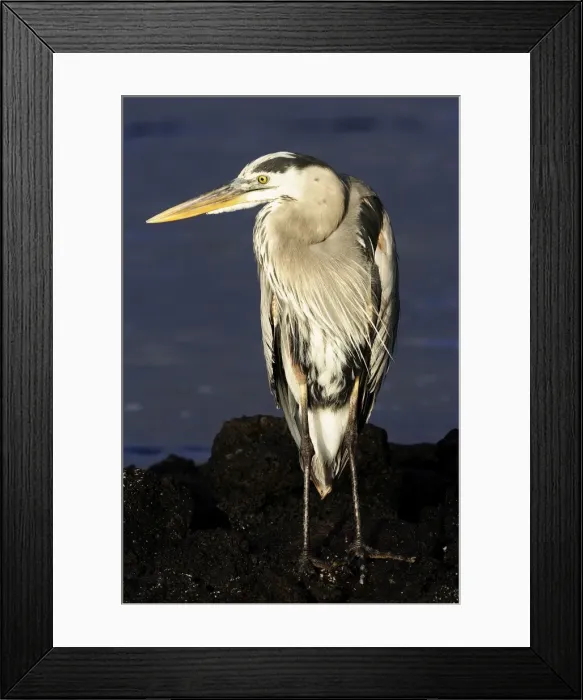 Framed Print : Great Blue Heron. Galapagos Framed Print : Great Blue Heron. Galapagos