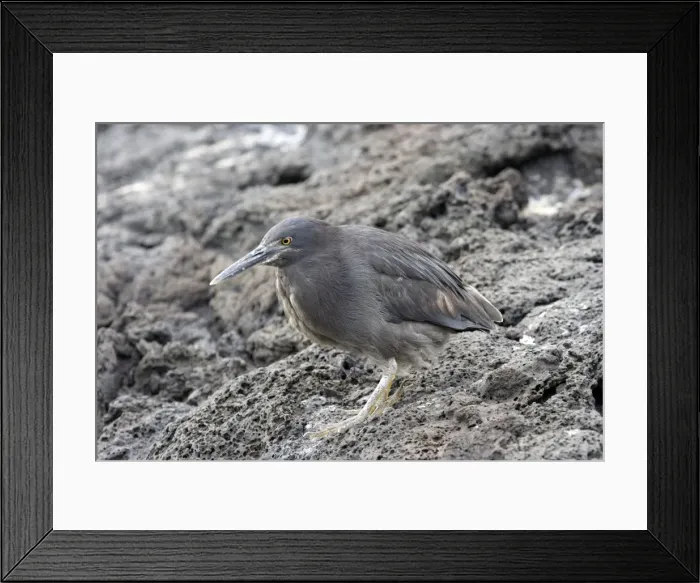 Framed Print : Striated Green Heron of Galapagos. Santiago island. Galapagos islands Framed Print : Striated Green Heron of Galapagos. Santiago island. Galapagos islands