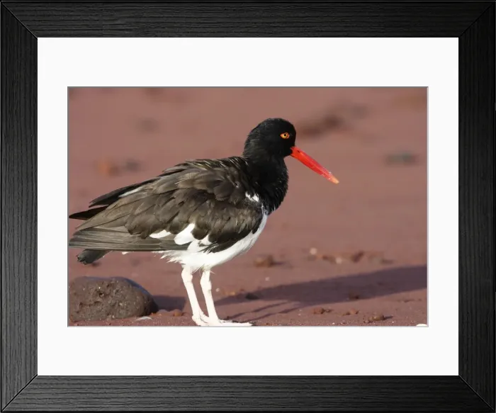 Framed Print : America Oystercatcher. Rabida island. Galapagos islands Framed Print : America Oystercatcher. Rabida island. Galapagos islands