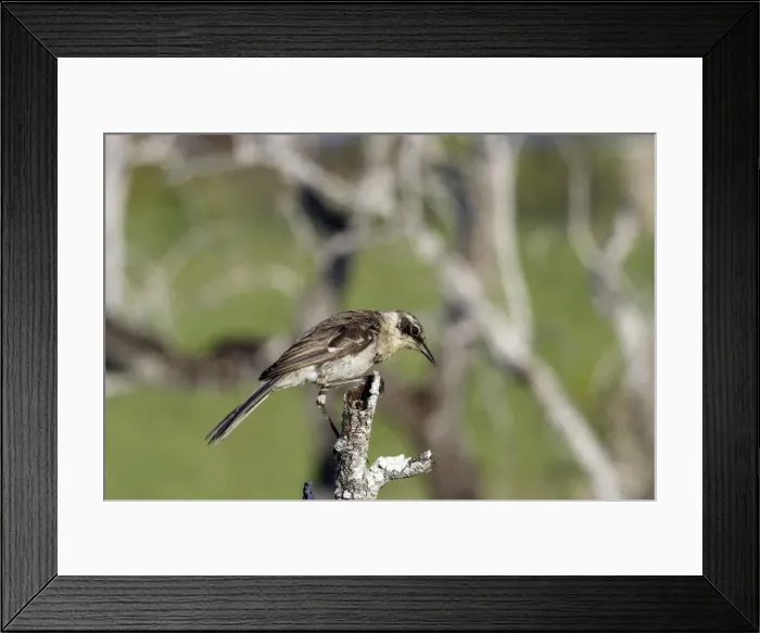 Framed Print : Galapagos Mockinbird. Hood ( Espagnola ) Island. Galapagos Islands Framed Print : Galapagos Mockinbird. Hood ( Espagnola ) Island. Galapagos Islands