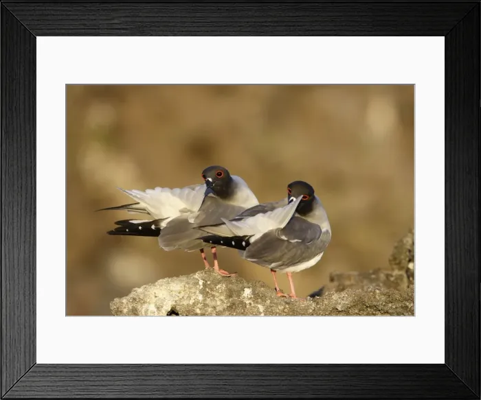 Framed Print : Swallow tailed Gull. Baia Darwin. Genovesa Island. galapagos Islands Framed Print : Swallow tailed Gull. Baia Darwin. Genovesa Island. galapagos Islands