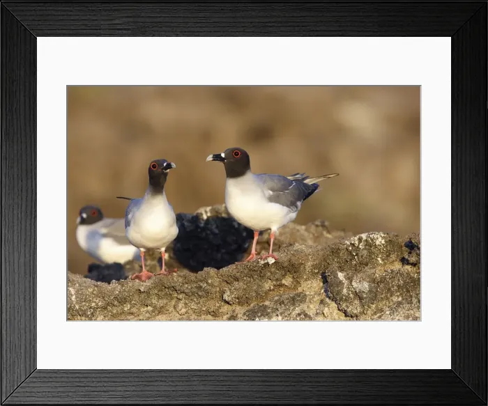 Framed Print : Swallow tailed Gull. Baia Darwin. Genovesa Island. galapagos Islands Framed Print : Swallow tailed Gull. Baia Darwin. Genovesa Island. galapagos Islands