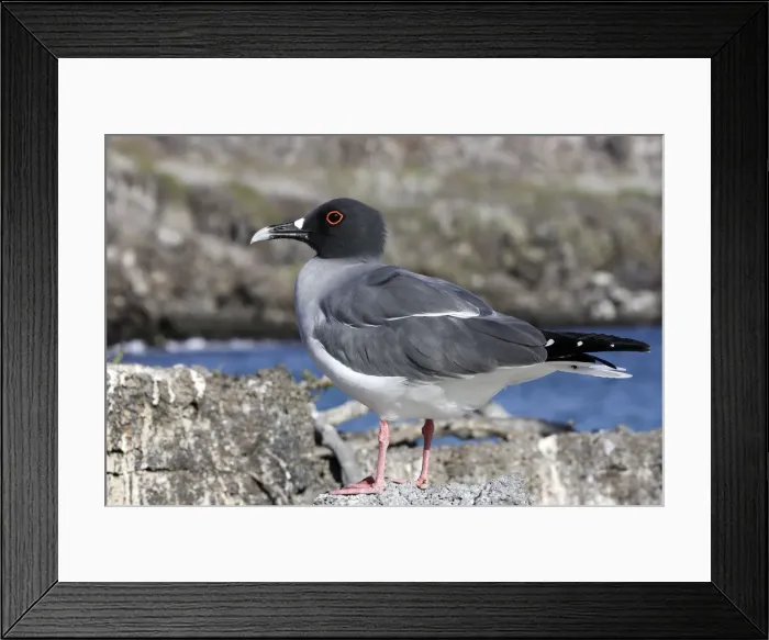 Framed Print : Swallow tailed Gull. Baia Darwin. Genovesa Island. galapagos Islands Framed Print : Swallow tailed Gull. Baia Darwin. Genovesa Island. galapagos Islands