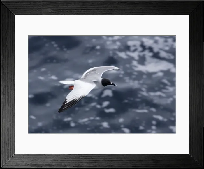 Framed Print : Swallow tailed Gull. Plazza Island. galapagos Islands Framed Print : Swallow tailed Gull. Plazza Island. galapagos Islands