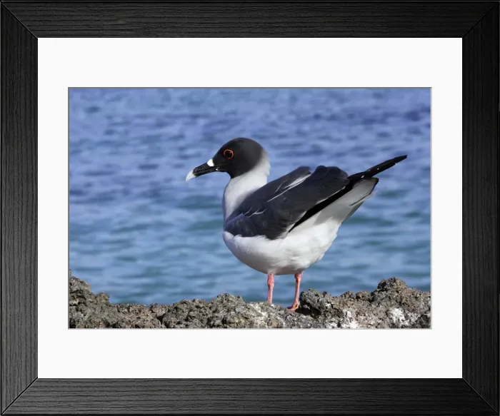 Framed Print : Swallow tailed Gull. Baia Darwin. Genovesa Island. galapagos Islands Framed Print : Swallow tailed Gull. Baia Darwin. Genovesa Island. galapagos Islands