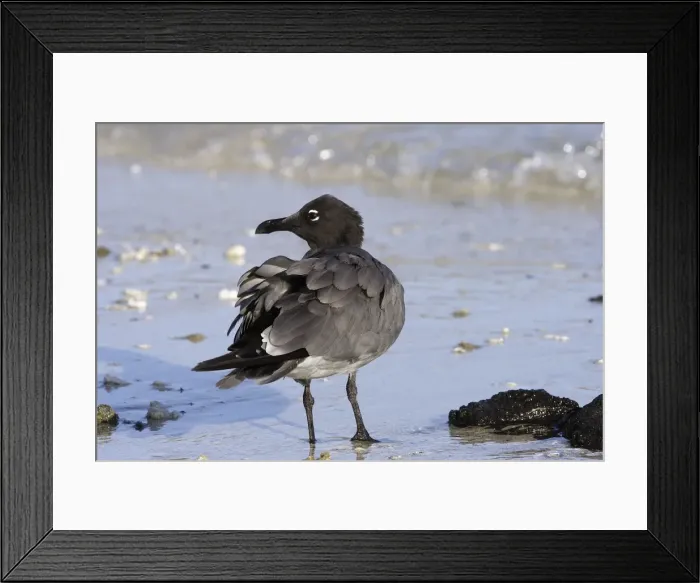 Framed Print : Lava Gull on Genovesa island. Galapagos Framed Print : Lava Gull on Genovesa island. Galapagos