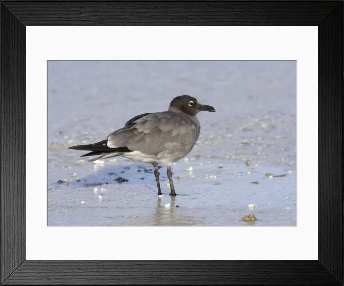 Framed Print : Lava Gull on Genovesa island. Galapagos Framed Print : Lava Gull on Genovesa island. Galapagos