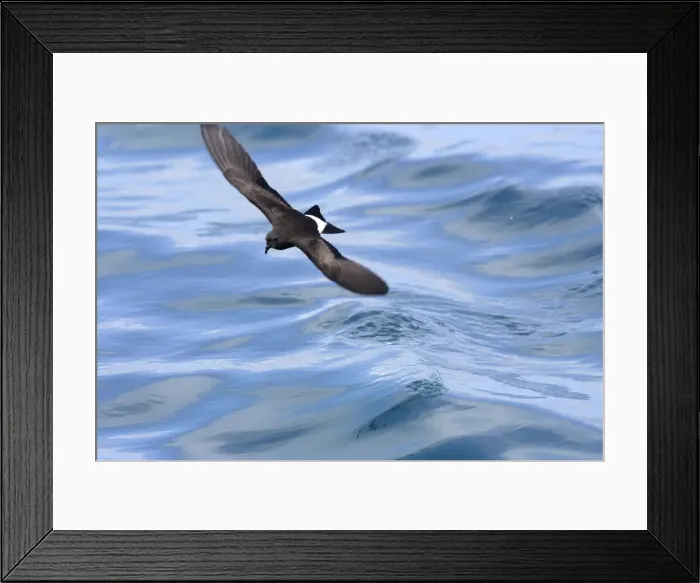Framed Print : (White-vented) Storm Petrel. Ssp Elliot's Storm-petrel. Rabida island. Galapagos Framed Print : (White-vented) Storm Petrel. Ssp Elliot's Storm-petrel. Rabida island. Galapagos