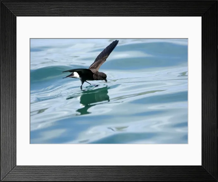Framed Print : (White-vented) Storm Petrel. Ssp Elliot's Storm-petrel. Rabida island. Galapagos Framed Print : (White-vented) Storm Petrel. Ssp Elliot's Storm-petrel. Rabida island. Galapagos