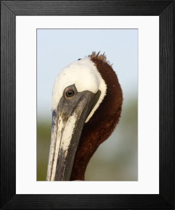 Framed Print : Brown Pelican. Ad. Lobos island. Galapagos Islands Framed Print : Brown Pelican. Ad. Lobos island. Galapagos Islands