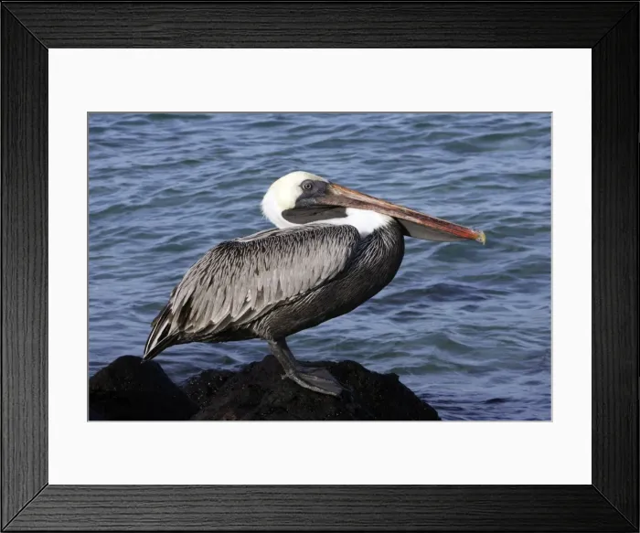 Framed Print : Brown Pelican. Ad. Lobos island. Galapagos Islands Framed Print : Brown Pelican. Ad. Lobos island. Galapagos Islands
