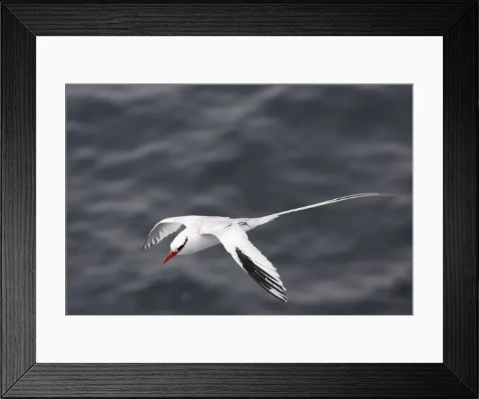 Framed Print : Red billed Tropicbird. Plazza Island. Galapagos Framed Print : Red billed Tropicbird. Plazza Island. Galapagos