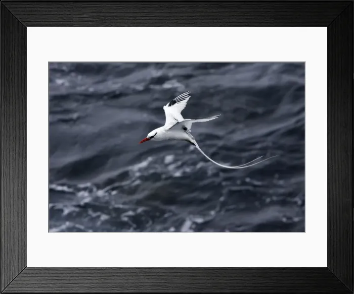 Framed Print : Red billed Tropicbird. Plazza Island. Galapagos Framed Print : Red billed Tropicbird. Plazza Island. Galapagos