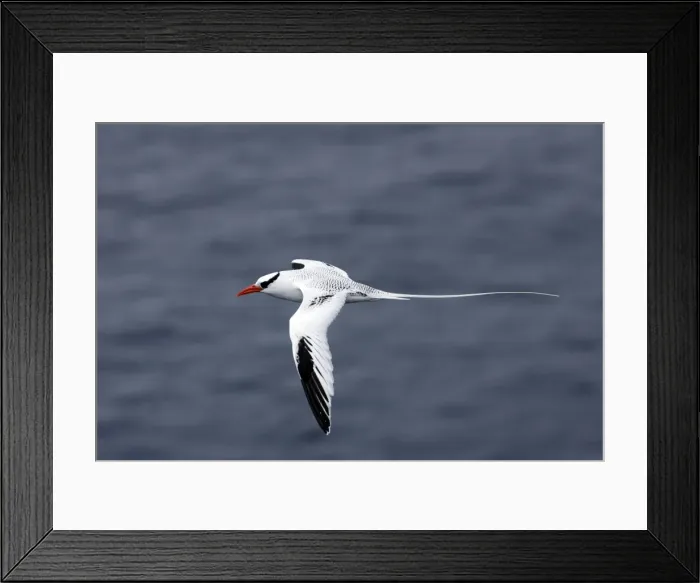 Framed Print : Red billed Tropicbird. Plazza Island. Galapagos Framed Print : Red billed Tropicbird. Plazza Island. Galapagos