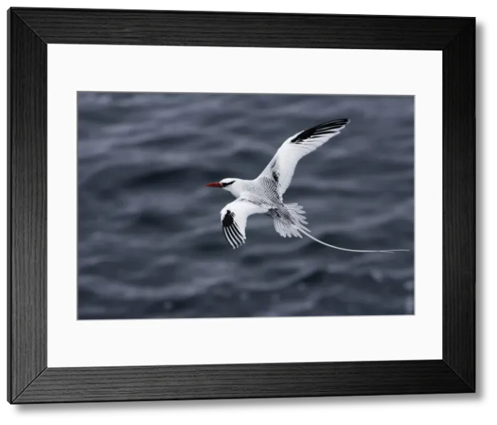 Framed Print : Red billed Tropicbird. Plazza Island. Galapagos