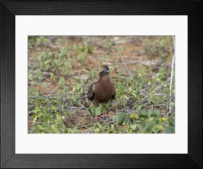 Framed Print : Galapagos Dove. Santa cruz Island. Galapagos Islands Framed Print : Galapagos Dove. Santa cruz Island. Galapagos Islands