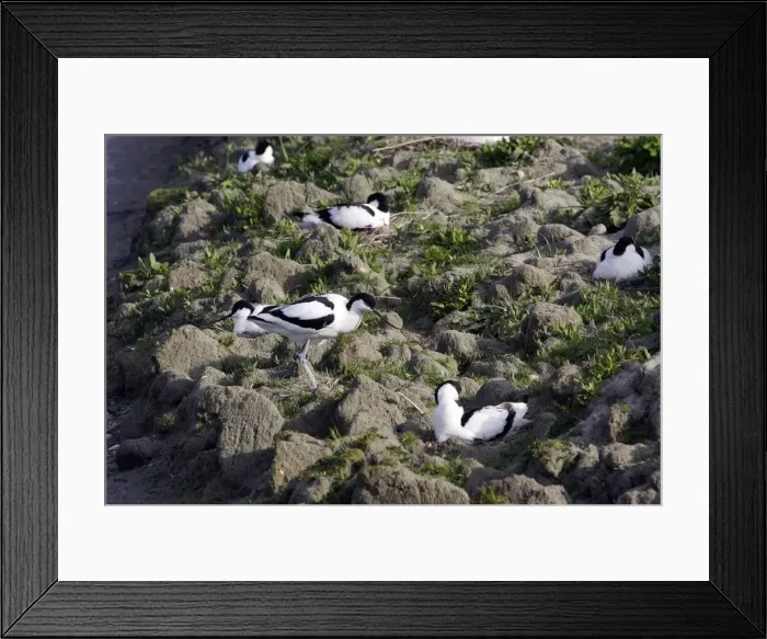 Framed Print : Avocet colony Framed Print : Avocet colony
