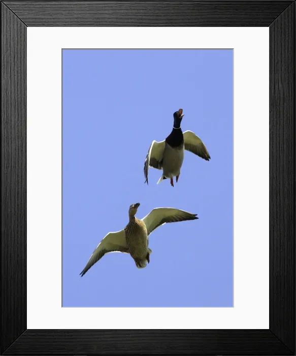 Framed Print : Mallard. WAT-10564. Mallard - two in flight