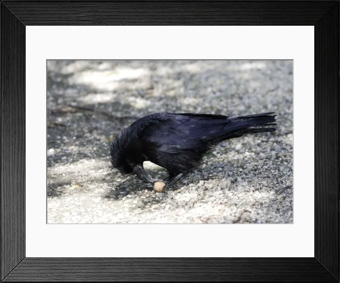 Framed Print : Carrion Crow eating a walnut (genus Juglans) Framed Print : Carrion Crow eating a walnut (genus Juglans)
