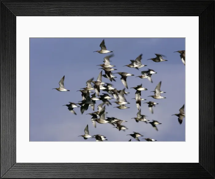 Framed Print : Whimbrel - flock in flight. France Framed Print : Whimbrel - flock in flight. France