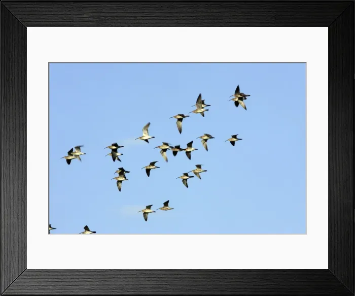 Framed Print : Whimbrel - flock in flight. France Framed Print : Whimbrel - flock in flight. France