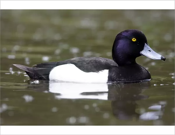 Tufted Duck - Male. France