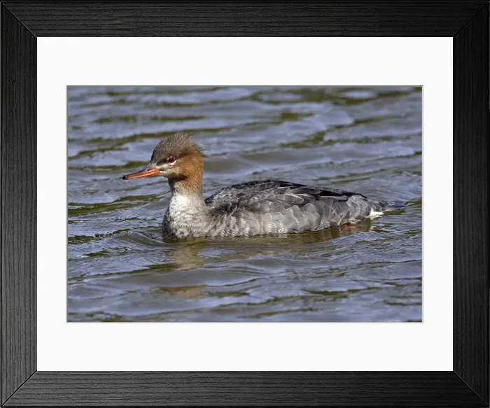 Framed Print : Red-breasted Merganser. Female Framed Print : Red-breasted Merganser. Female