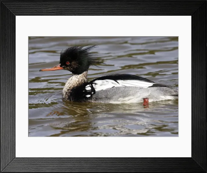 Framed Print : Red-breasted Merganser. Male Framed Print : Red-breasted Merganser. Male