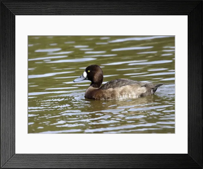 Framed Print : Scaup. Femelle Framed Print : Scaup. Femelle