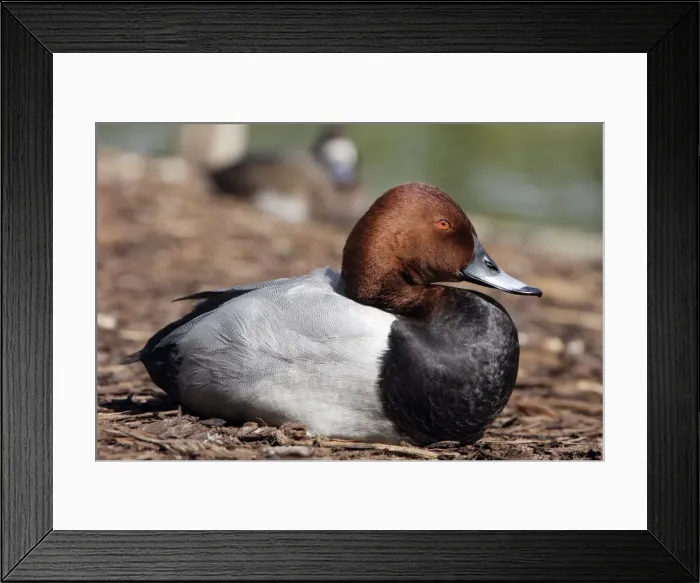 Framed Print : Pochard. Male Framed Print : Pochard. Male