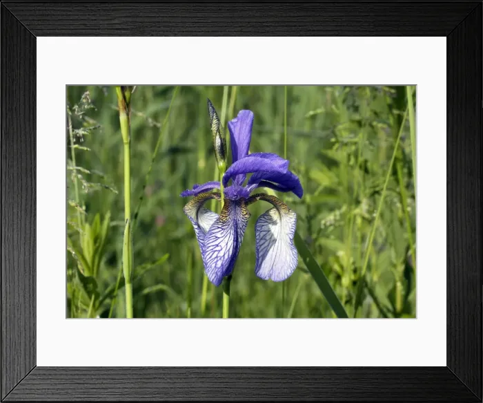 Framed Print : Siberian Iris