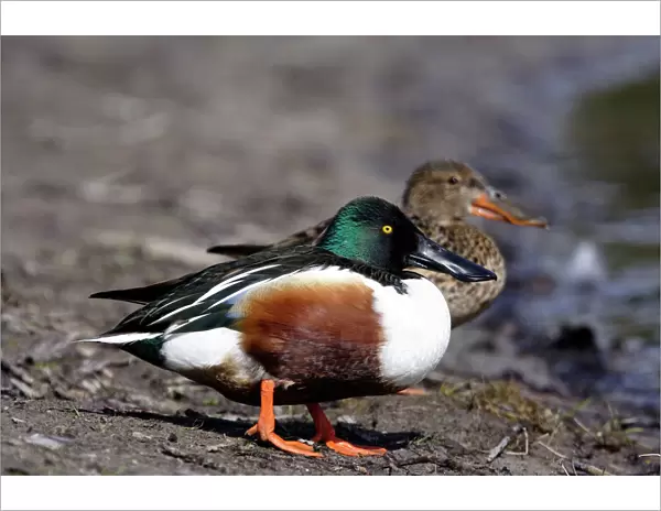 Shoveler Ducks - Pair standing on waters edge