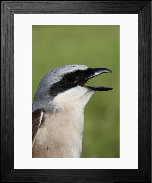 Framed Print : Red-backed Shrike - Male with mouth open Framed Print : Red-backed Shrike - Male with mouth open