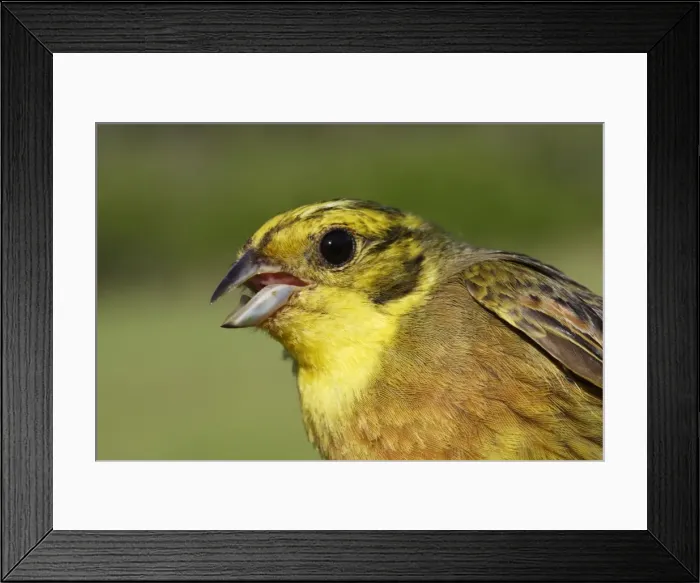 Framed Print : Yellowhammer male Framed Print : Yellowhammer male
