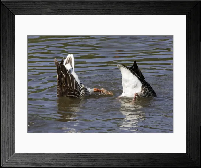 Framed Print : Grey Lag Goose Framed Print : Grey Lag Goose