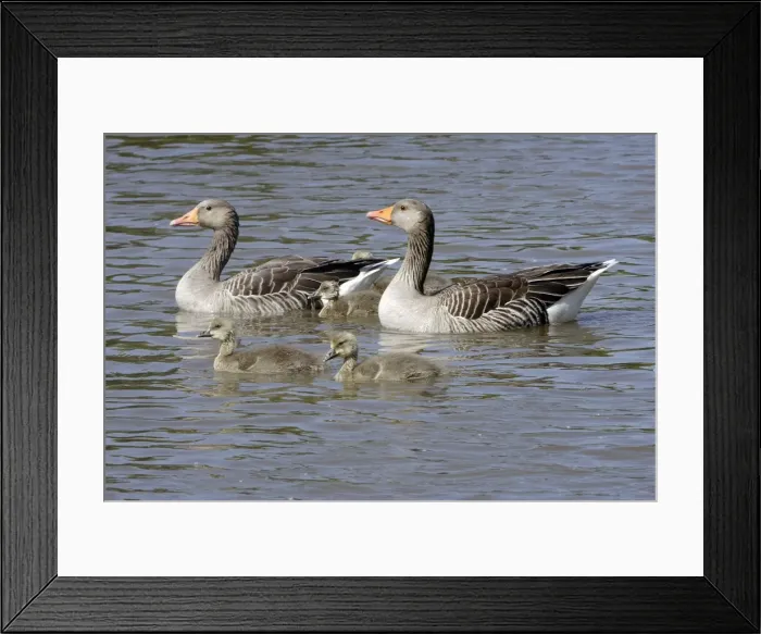 Framed Print : Grey Lag Goose with youngs Framed Print : Grey Lag Goose with youngs