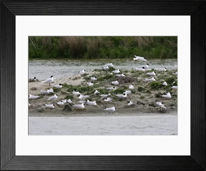 Framed Print : Black-headed Gull colony wih some Mediterranean Gull Framed Print : Black-headed Gull colony wih some Mediterranean Gull