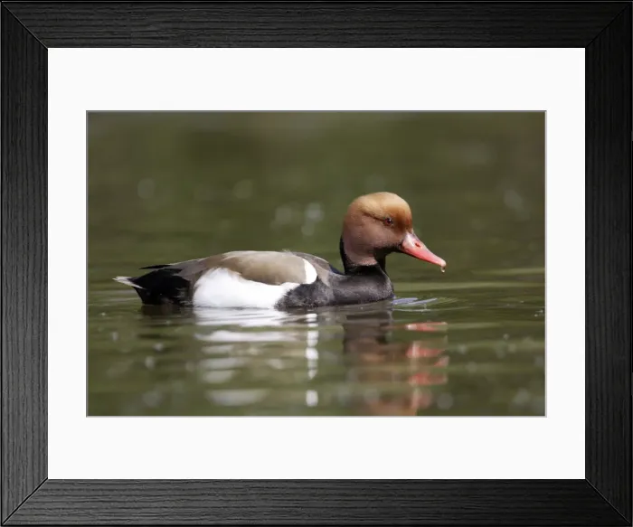 Framed Print : Red-crested Pochard. Male
