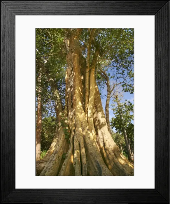 Framed Print : figuier sycomore (Ficus sycomorus L. ) Framed Print : figuier sycomore (Ficus sycomorus L. )