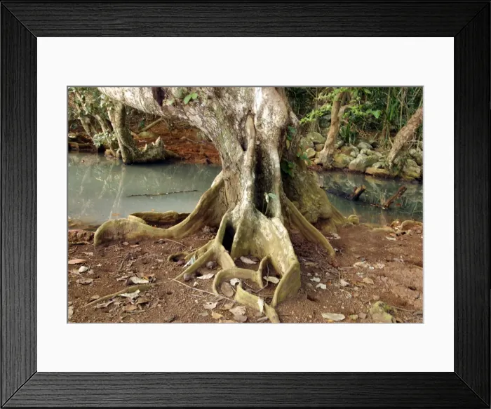 Framed Print : Heritiera littoralis. Mayotte Framed Print : Heritiera littoralis. Mayotte