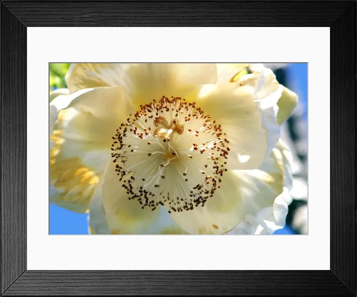 Framed Print : Fleur de Baobab. Adansonia digitata Framed Print : Fleur de Baobab. Adansonia digitata