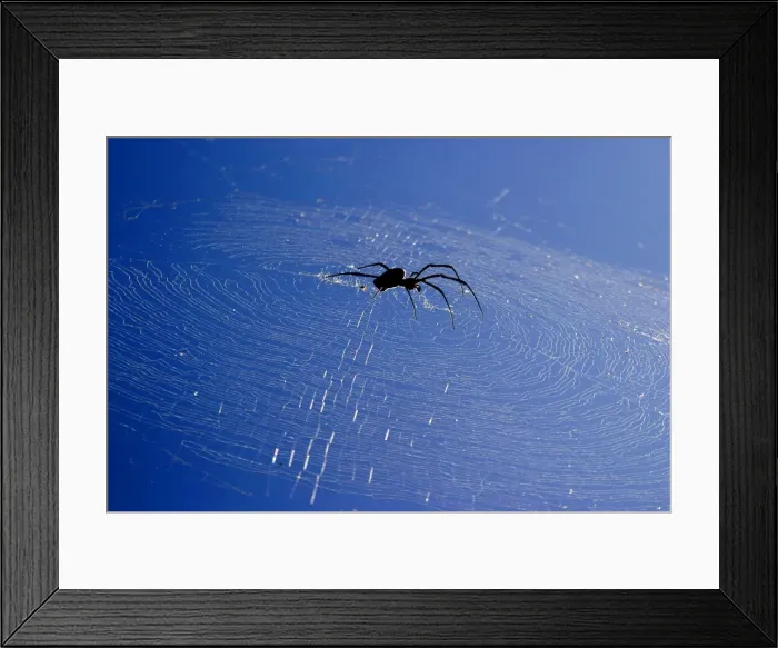 Framed Print : Araignee geante a toile doree. Nephila comorana Araigne gante toile dore. Nephila comorana Framed Print : Araignee geante a toile doree. Nephila comorana Araigne gante toile dore. Nephila comorana