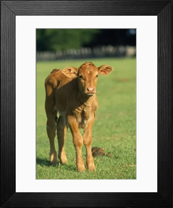 Framed Print : Cow - calf Framed Print : Cow - calf