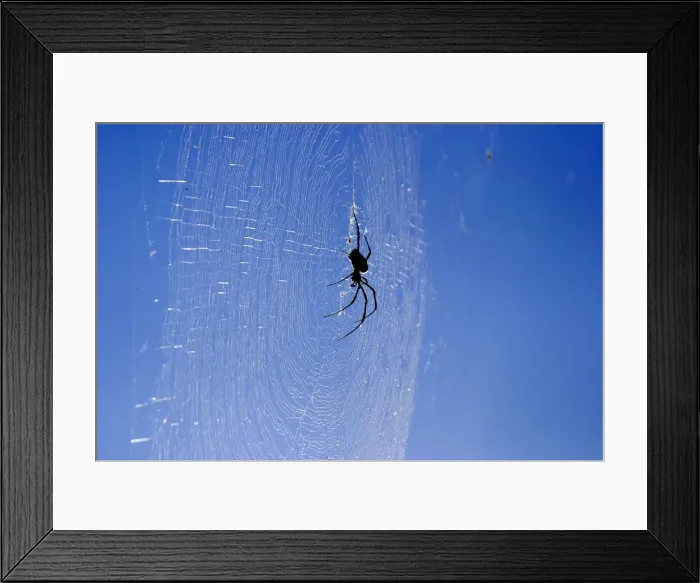 Framed Print : Araignee geante a toile doree. Nephila comorana Araigne gante toile dore. Nephila comorana Framed Print : Araignee geante a toile doree. Nephila comorana Araigne gante toile dore. Nephila comorana