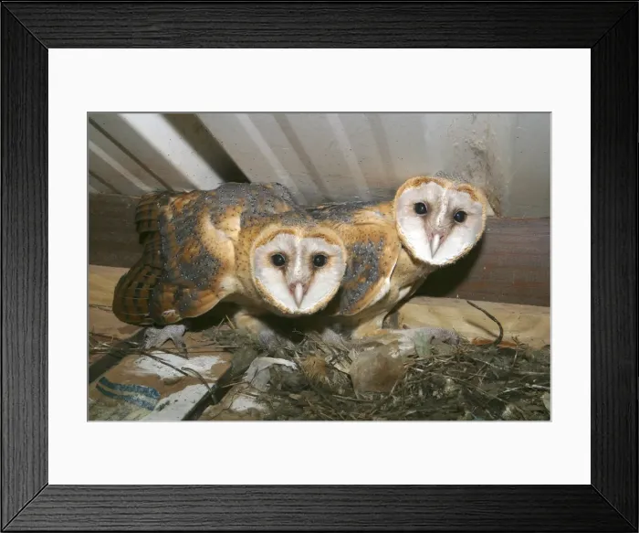 Framed Print : Chouette effraie Framed Print : Chouette effraie