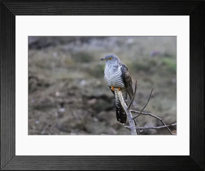 Framed Print : COUCOU GRIS ( Cuculus canorus) Framed Print : COUCOU GRIS ( Cuculus canorus)